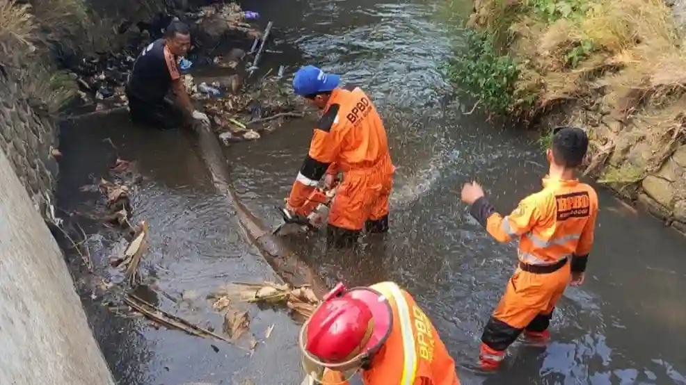 Pohon Lapuk Tumbang di Bogor Tutupi Kali Ciheuleut, BPBD Bergerak