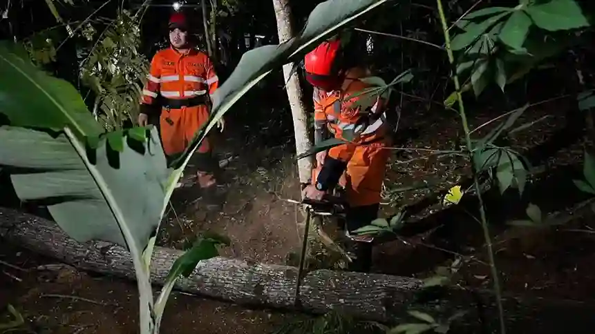 Angin Kencang Terjang Bogor Selatan, Pohon Setinggi 10 Meter Tumbang