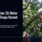 Pohon Durian 20 Meter Tumbang Timpa Rumah di Bogor