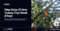 Pohon Durian 20 Meter Tumbang Timpa Rumah di Bogor