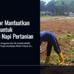 lapas-bogor-lahan-idle-napi