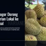 pemkab-bogor-dorong-ekspor-durian-lokal