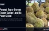 Pemkab Bogor Dorong Ekspor Durian Lokal ke Pasar Global